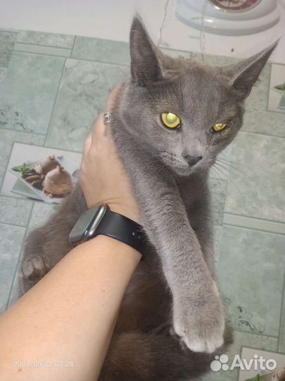 Серебристый котенок, девочка в добрые руки