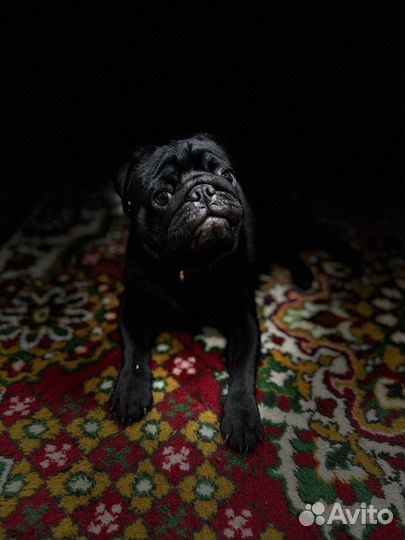 Мопс вязка мальчик