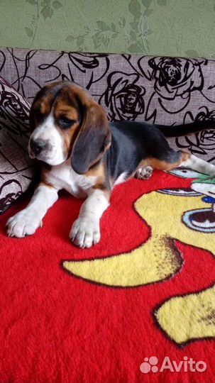 Щенки бигль