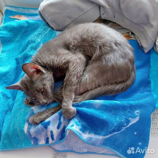 Британский кот