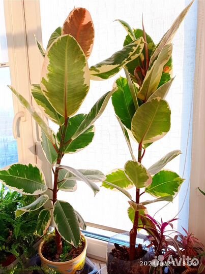 Фикус тенеке