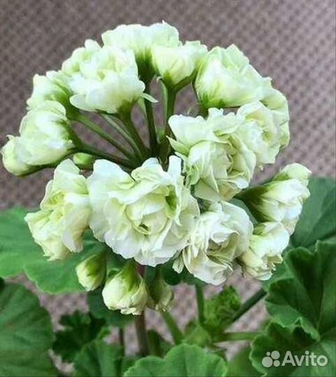 Пеларгония герань