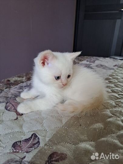 Котятки шотландцы