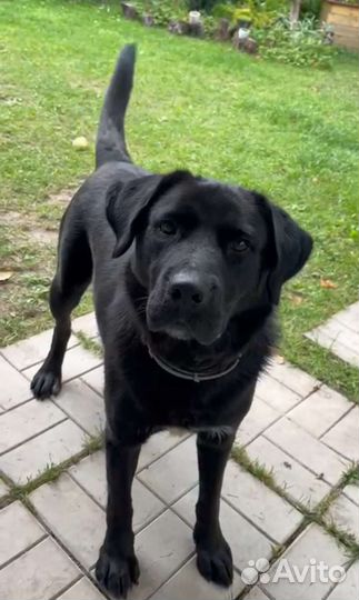 Собака Молли