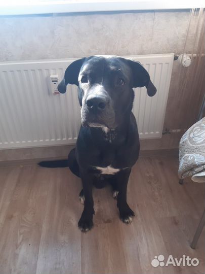 Арчи очень нужен дом