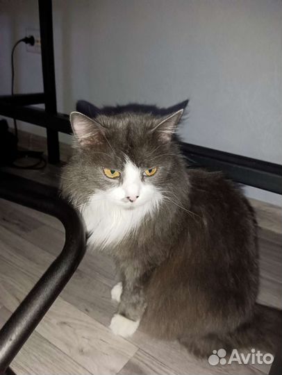 Передержка собак/кошек