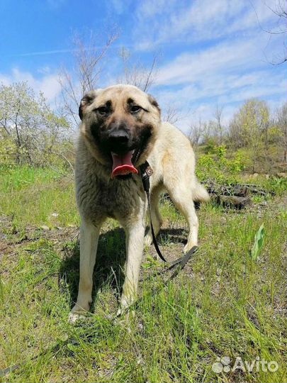 Собака Маасдам