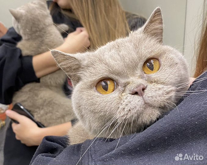 Найдена кошка