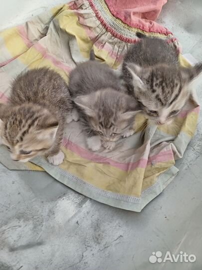 Кошка в дар