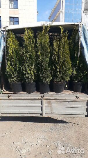 Туя смарагд экстра