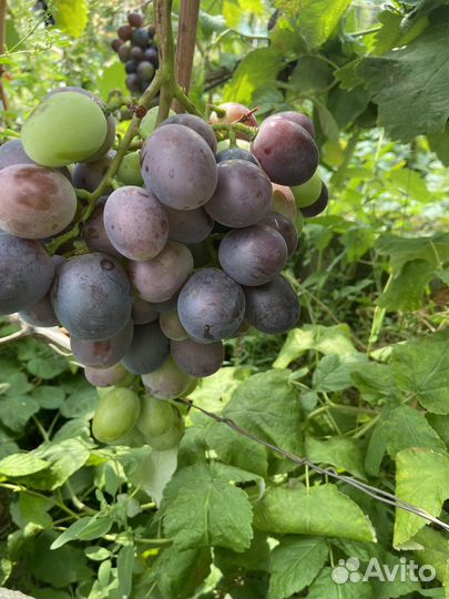 Дачный виноград