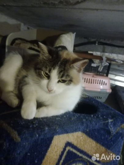 Кошкав добрые руки