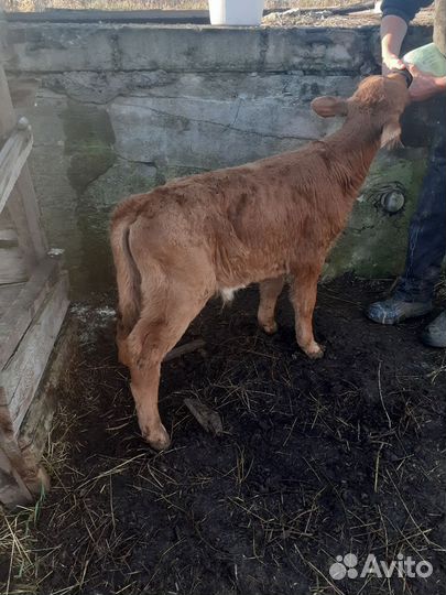 Бычки недельные, рослые