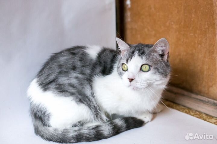 Кот Василий