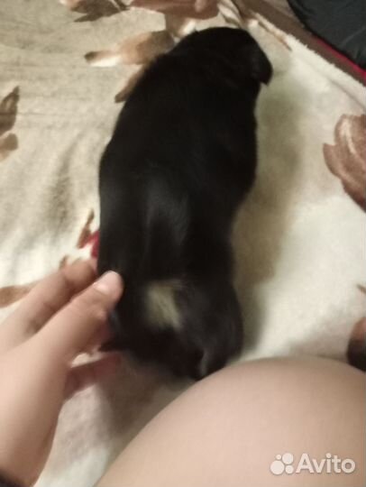 Щенки в добрые руки