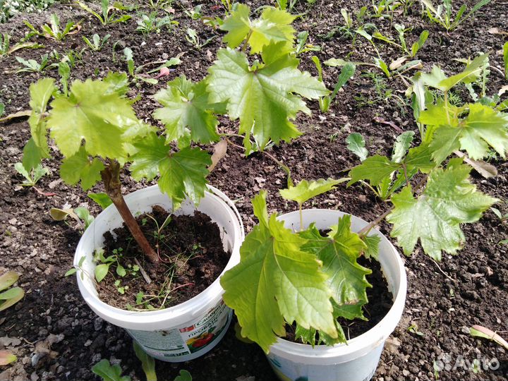 Саженцы винограда