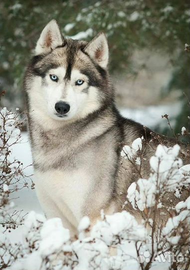 Сибирский хаски