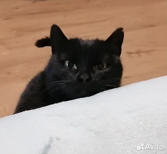 Черная кошка