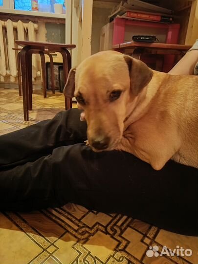 Найдена собака