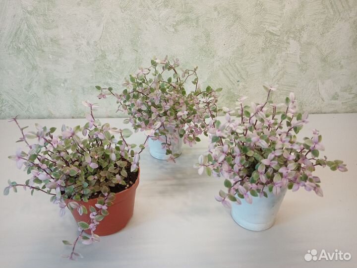 Традесканция мелколистная розовая пантера