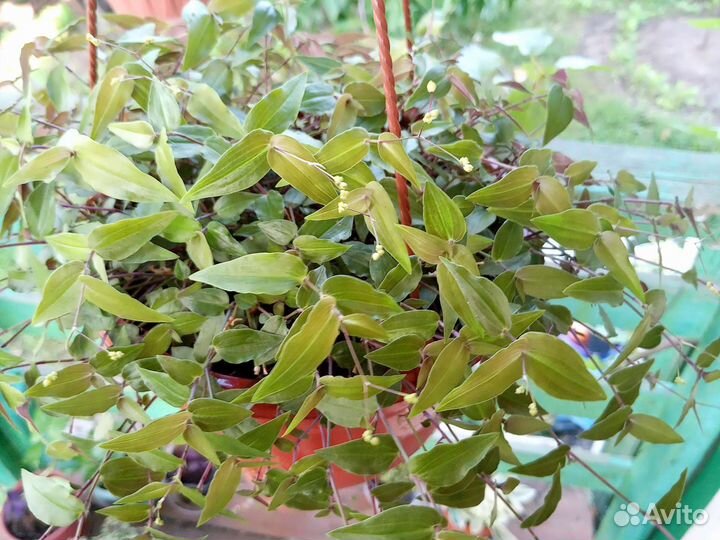 Традесканции ампельные