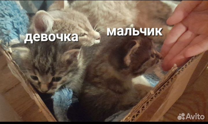 Котята в добрые руки