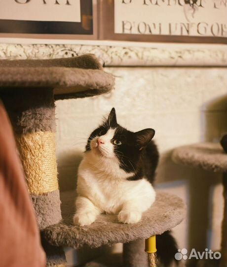 Кот, мальчик