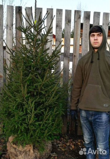 Саженцы ели от производителя экстра класс