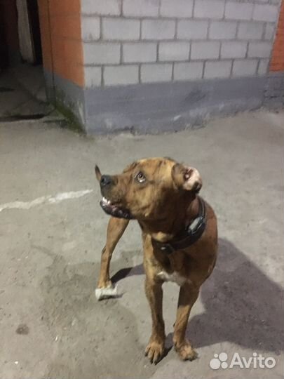 Алано эспаньол вязка