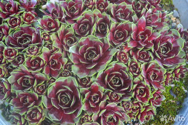 Молодило Каменная Роза - набор 17 сортов 25шт