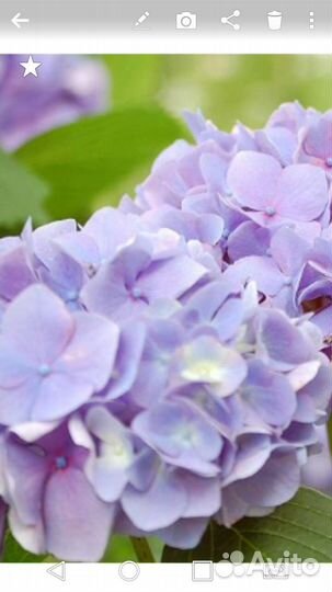 Гортензия Розита. Букет роуз