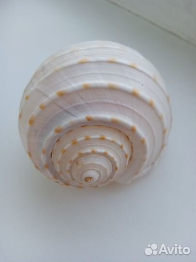 Большие морские ракушки. Мурекс. Кораллы