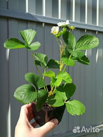 Клубника - саженцы, доставка. Обновлённое наличие