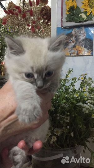 Котята бесплатно