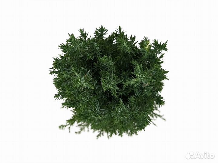 Кипарисовик Лавсона Элвуди 9/25