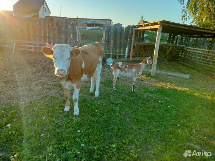 Корова, коза, козёл