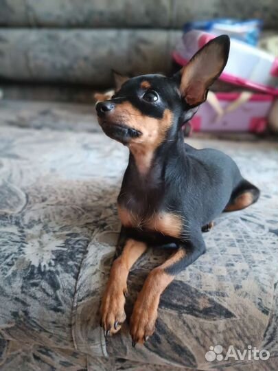 Мини той-терьер щенки