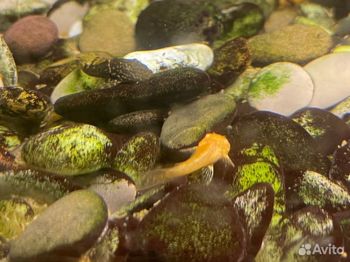 Сомики анциструсы-прилипало