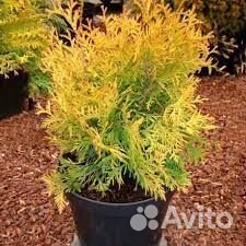 Туя Еллооу Риббон