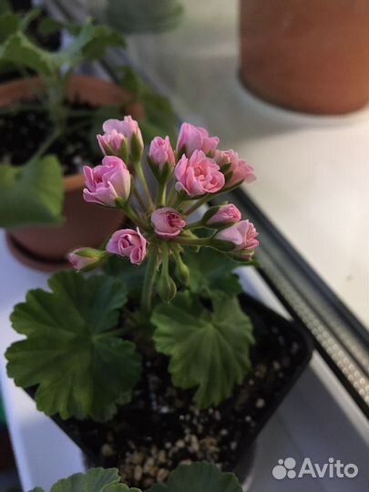 Пеларгония герань