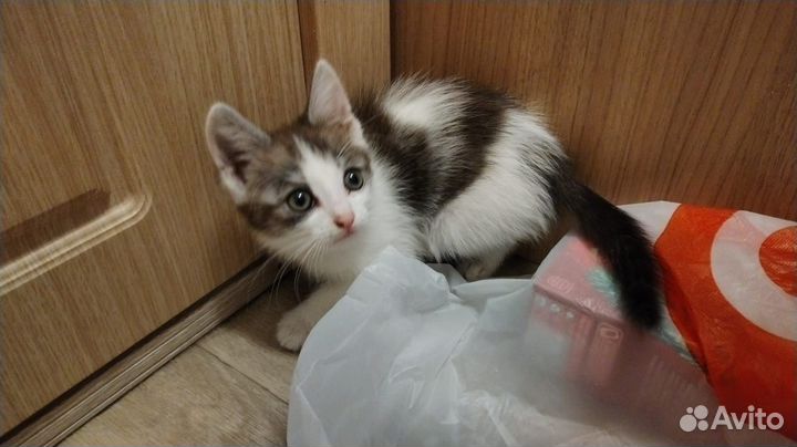 Отдам кота в добрые руки