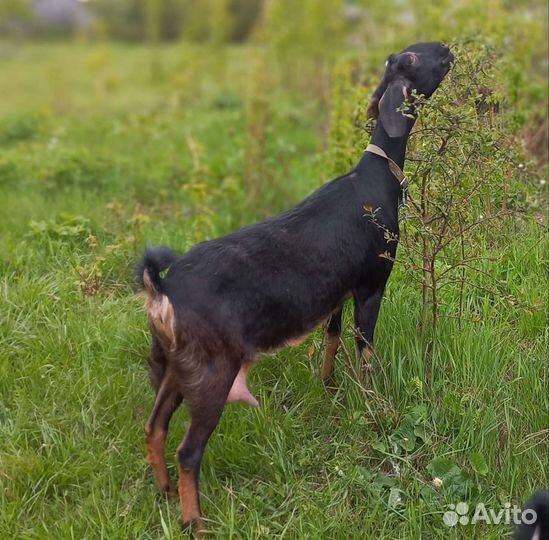 Коза нубийская