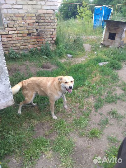 Собаки бесплатно в добрые руки