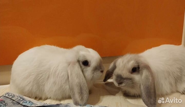 Вислоухие крольчата