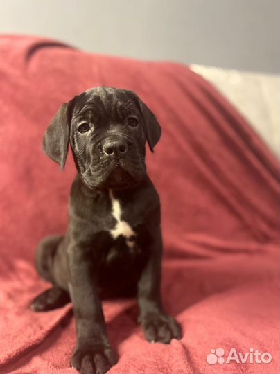 Домашние животные собаки