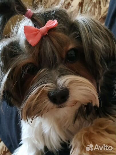 Вязка бивер йорк девочка