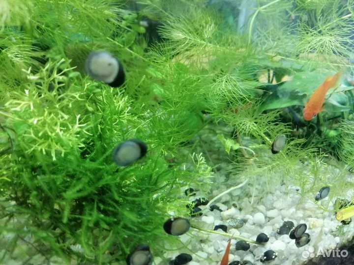 Теодоксус улитка