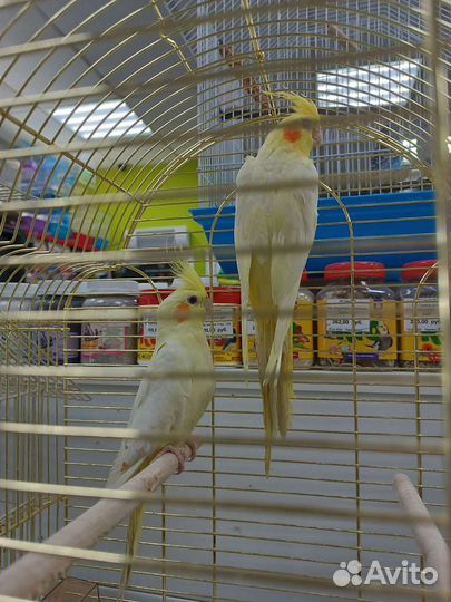 Попугай корелла