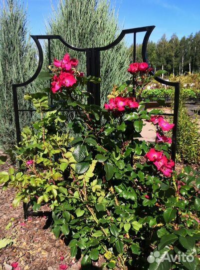 Стойка для плетистой розы