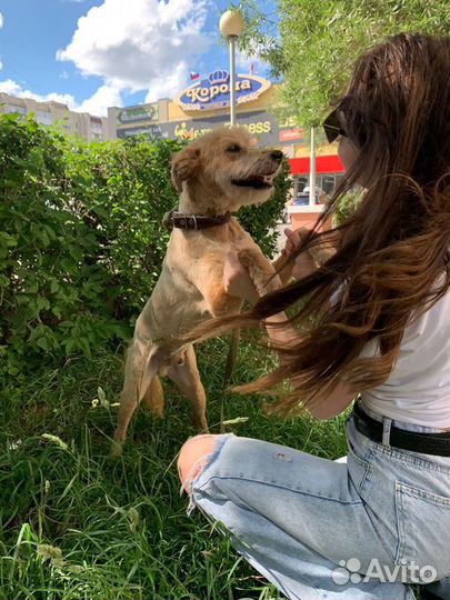 Солнечный рыжик